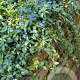 Vinca minor GM P9