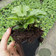 Waldsteinia ternata GM P9