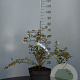 Abelia grandiflora 30-40 cm 5,0L