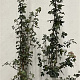 Acer campestre 125-150 cm 20L
