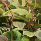 Actinidia deliciosa 'Hayward' 150-175 cm 3,5L