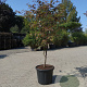 Acer pal. 'Bloodgood' 150-175 cm 35L