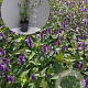 Agastache 'Black Adder' GM 2,0L