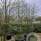 Alnus glutinosa 450-500 cm container meerstammig