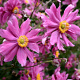 Anemone h. 'Prinz Heinrich' GM P9