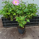 Anemone h. 'September Charm' GM C1 BIO