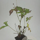 Anemone tomentosa 'Robustissima' GM P9