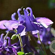 Aquilegia vulgaris GM C1 BIO inheems