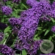 Buddleja davidii 'Purple Emperor' GM C3