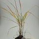 Calamagrostis acutiflora 'Karl Foerster' GM C1 BIO