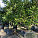 Carpinus betulus 350-400 cm container meerstammig