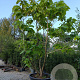 Catalpa bignonioides 'Nana' 375-400 cm container meerstammig
