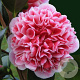 Camellia j. 'Volunteer' 85-90 cm 10L