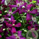 Clematis 'Sweet Summer Love' GM 2,0L
