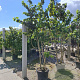 Corylus colurna 250-300 cm container meerstammig