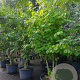 Corylus colurna 250-300 cm container meerstammig