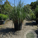 Cortaderia selloana 200-225 cm 50L
