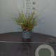 Cortaderia sell. 'Mini Pampas' GM 2,0L