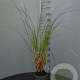 Cortaderia s. 'Pumila' 100-125 cm 10L