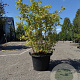 Cornus sang. 'Winter Beauty' 125-150 cm 40L