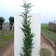 Cupressocyparis leylandii 175-200 cm 7,5L Gestokt