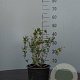 Deutzia rosea 40-60 cm 2,0L MPS-GAP