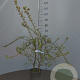 Escallonia 'Donard Seedling' 40-60 cm 2,0L