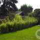 Fargesia mur. 'Jumbo' 125-150 cm cortenstaal bloembak