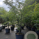Gleditsia triac. 'Sunburst' 300-350 cm cont. 110L