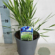 Hakonechloa macra GM 2,0L