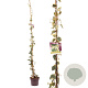 Hedera colchica 'Dentata Variegata' 100-125 cm 50L