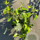 Hedera colchica 'Fall Favourite' 30-40 cm 3,0L