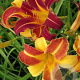 Hemerocallis 'Sammy Russell' GM P9
