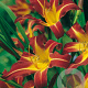 Hemerocallis 'Sammy Russell' GM P9