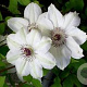 Clematis 'Miss Bateman' 80 cm rozenpot 2L