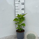 Hydrangea a. 'Annabelle' 30-40 cm 2,0L