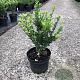 Ilex crenata 'Caroline Upright' 30-40 cm 3,0L