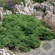Juniperus procumbens 'Nana' 30-40 cm 5,0L