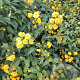 Kerria japonica 'Pleniflora' 80-100 cm 10L MPS-A