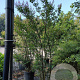 Lagerstroemia 'Natchez' 250-300 cm container meerstammig