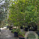 Lagerstroemia 'Natchez' 250-300 cm container meerstammig