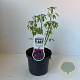 Lespedeza thunbergii 35-45 cm 3,5L