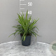 Liriope muscari 'Moneymaker' GM 2,0L