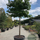 Liquidambar s. 'Worplesdon' 35-40 HO cont. 130L Leivorm