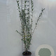 Ligustrum vulgare 100-125 cm 5,0L