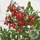 Lycium barbarum Little Goji 40-50 cm 6L