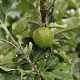 Malus domestica 'Granny Smith' halfstam container
