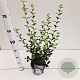 Osmanthus burkwoodii 40-50 cm 2,5L