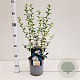 Osmanthus burkwoodii 40-50 cm 2,5L
