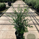 Osmanthus burkwoodii 80-100 cm 15L